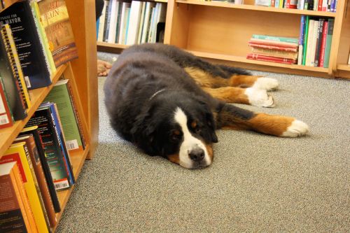 Snoozing in the stacks at the Yankee Book Shop, Woodstock, VT